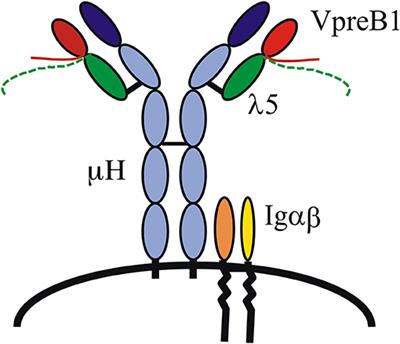 Frontiers | The Role Of The Pre-B Cell Receptor In B Cell Development ...